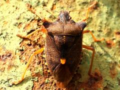 (Forest Bug) dorsal