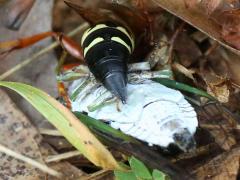 (Eastern Cicada Killer) dragging Swamp Cicada