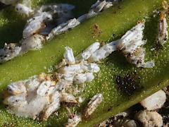 () (Cycad Aulacaspis Scale) on Sago Cycad
