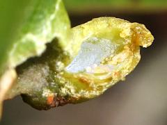 () (Red Bay Psyllid) open gall on Redbay