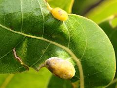 () (Red Bay Psyllid) upperside gall on Redbay