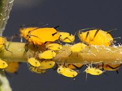 () (Oleander Aphid) on Rush Milkweed