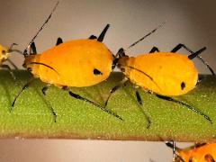() (Oleander Aphid) on Rush Milkweed