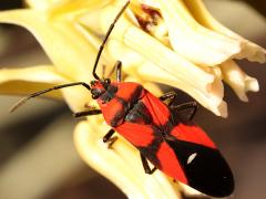 () (Blood-colored Milkweed Bug) dorsal on Rush Milkweed