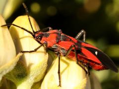 () (Blood-colored Milkweed Bug) lateral on Rush Milkweed