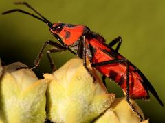 () (Blood-colored Milkweed Bug) profile on Rush Milkweed