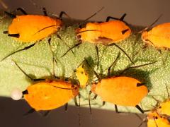 () (Oleander Aphid) on Rush Milkweed