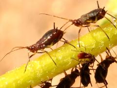 () (Uroleucon Large Daisy Aphid) profile on Brittlebush