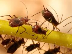 () (Uroleucon Large Daisy Aphid) ventral on Brittlebush