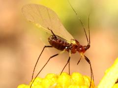 () (Uroleucon Large Daisy Aphid) winged lateral on Brittlebush