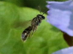 () (Dialictus Sweat Bee) flight on Chicory