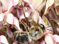 () (European Honey Bee) dead on Common Milkweed