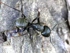 () (Black Carpenter Ant) dorsal on Northern Catalpa