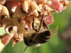 () (European Honey Bee) dead on Common Milkweed