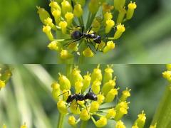 () (Silky Field Ant) on Wild Parsnip