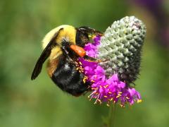 () (Brown-belted Bumble Bee) on Purple Prairie Clover