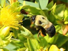 () (Brown-belted Bumble Bee) flight on Shrubby St. John's Wort