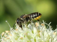 () (Megachile Leafcutter Bee) female on Rattlesnake Master