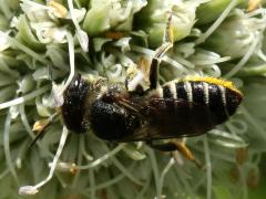 () (Megachile Leafcutter Bee) female dorsal on Rattlesnake Master