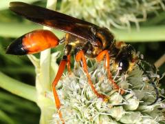 () (Great Golden Digger Wasp) on Rattlesnake Master