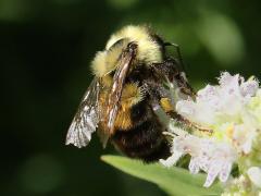 () (Two-spotted Bumble Bee) on Common Mountain Mint
