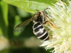 () (Orange-legged Furrow Bee) on Rattlesnake Master