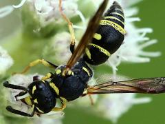 () (Leionotus Potter Wasp) on Common Boneset