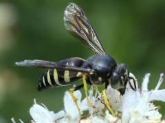 () (Four-banded Stink Bug Hunter) on Common Mountain Mint