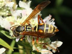 () (Dark Paper Wasp) on Common Mountain Mint