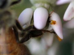 () (European Honey Bee) pollinia on Common Milkweed