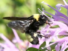 () (Black-and-gold Bumble Bee) on Wild Bergamot