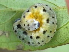 () (Sawfly) larva on Gray Dogwood