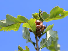 () (Lobed Oak Gall Wasp) galls on Swamp White Oak