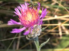 () (Halictidae Sweat Bee) on Brown Knapweed