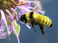 () (Yellow Bumble Bee) hovering on Wild Bergamot
