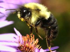 () (Common Eastern Bumble Bee) hovering on New England Aster