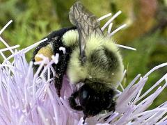 () (Common Eastern Bumble Bee) face on Field Thistle