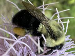 () (Common Eastern Bumble Bee) lateral on Field Thistle