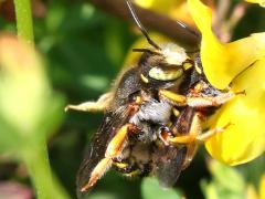 () (Oblong Woolcarder Bee) mating on Bird's-foot Trefoil