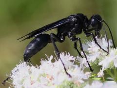 () (Great Black Wasp) female 12 antennomeres on Slender Mountain Mint