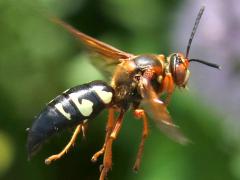(Eastern Cicada Killer) female flying