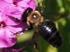 () (Eastern Carpenter Bee) pollinia on Garden Phlox
