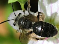 () (Spring Beauty Miner) dorsal on Spring Beauty