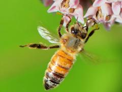 () (European Honey Bee) landing on Common Milkweed