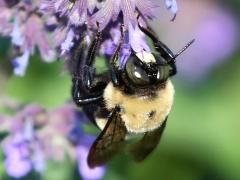 () (Eastern Carpenter Bee) male on Sage