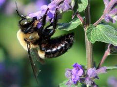 () (Eastern Carpenter Bee) male profile on Sage