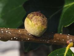 () (Oak Rough Bulletgall Wasp) gall on Swamp White Oak
