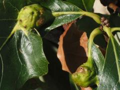 () (Oak Petiole Gall Wasp) galls on Swamp White Oak