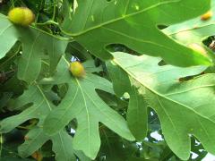 () (Jumping Oak Gall Wasp) underside galls on White Oak