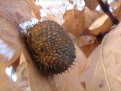 () (Hedgehog Gall Wasp) gall on White Oak
